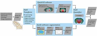 QUINT: Workflow for Quantification and Spatial Analysis of Features in Histological Images From Rodent Brain